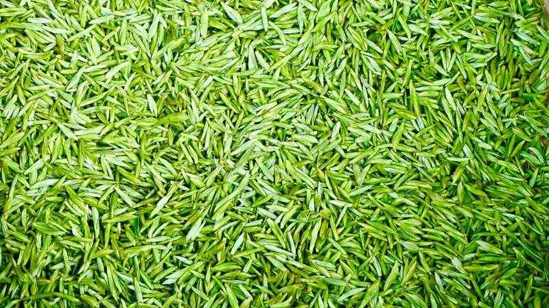 春茶采摘正当时 万亩生态茶园迎来黄金收获季 茶山染新绿,春茶采收忙!名山茶园开启“黄金采摘季”~