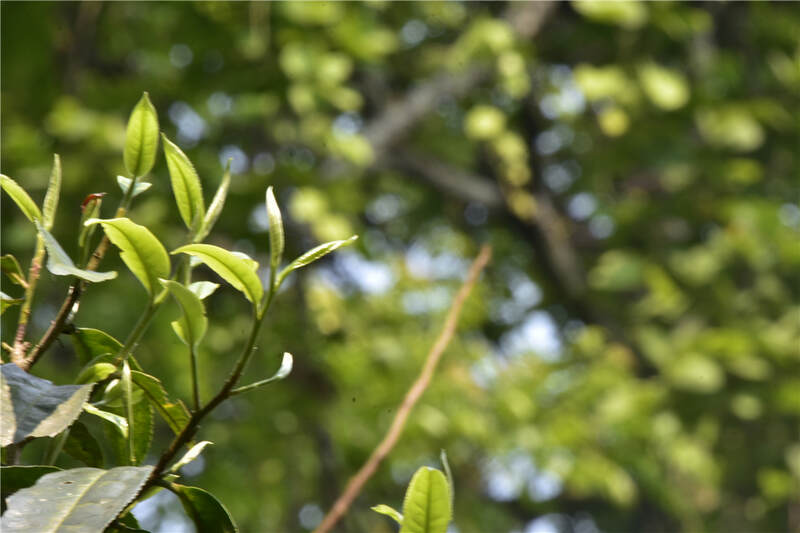 2025年春茶市场深度解析:崩盘传言背后的真相与机遇 今年普洱茶真的会崩盘吗?答疑兼谈春茶