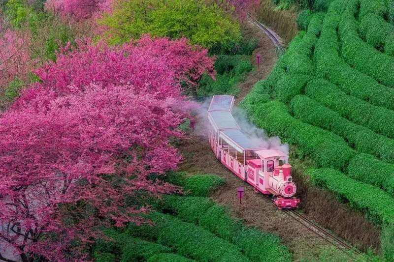 谁能抢占“鲜”机？2025年春茶消费三大新趋势