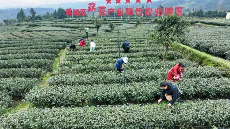 雨城区春茶采摘正当时 茶产业助力乡村振兴 雨城区合江村:春茶采摘拉开帷幕 万亩茶园即将喜迎丰收