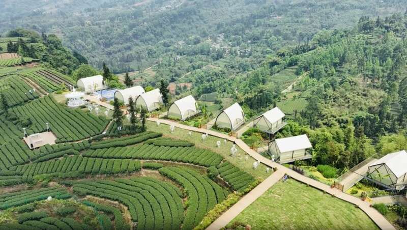 雨城区春茶采摘正当时 茶产业助力乡村振兴 雨城区合江村:春茶采摘拉开帷幕 万亩茶园即将喜迎丰收