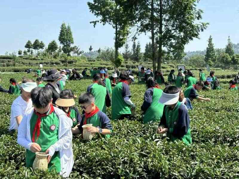 雨城区春茶采摘正当时 茶产业助力乡村振兴 雨城区合江村:春茶采摘拉开帷幕 万亩茶园即将喜迎丰收