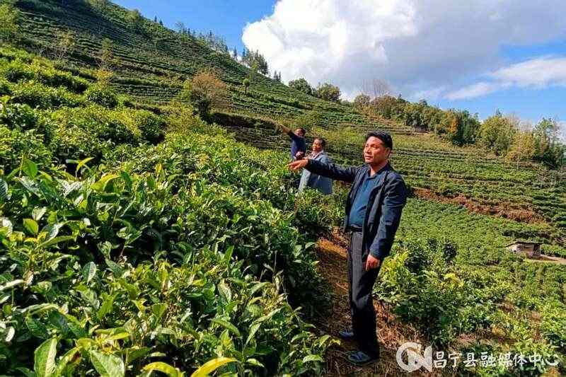 村务监督委员会"靶向"监督助力茶产业发展壮大 昌宁翁堵:“靶向”监督为茶产业发展“清淤疏堵”