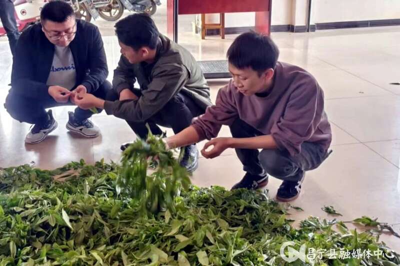 村务监督委员会"靶向"监督助力茶产业发展壮大 昌宁翁堵:“靶向”监督为茶产业发展“清淤疏堵”