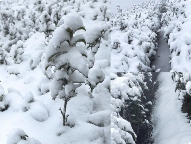 杭州春雪降临径山茶园银装素裹 专家称有利春茶品质提升 径山茶园银装素裹 雨雪降温或利好春茶生长
