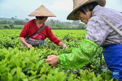 海南白沙茶园小镇:万亩生态茶园助力乡村振兴发展 白沙:春满茶园