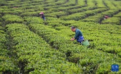 海南白沙茶园小镇:万亩生态茶园助力乡村振兴发展 白沙:春满茶园