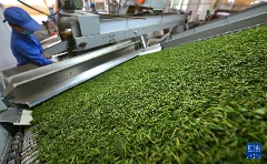 海南白沙茶园小镇:万亩生态茶园助力乡村振兴发展 白沙:春满茶园