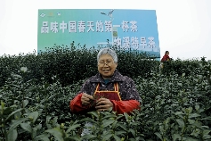 四川省第十二届茶叶开采活动周在泸州市纳溪区启动