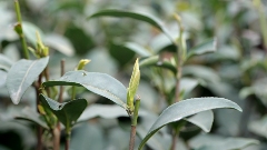 雨城区合江村：春茶采摘拉开帷幕 万亩茶园即将喜迎丰收