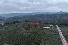 雨城区合江村：春茶采摘拉开帷幕 万亩茶园即将喜迎丰收