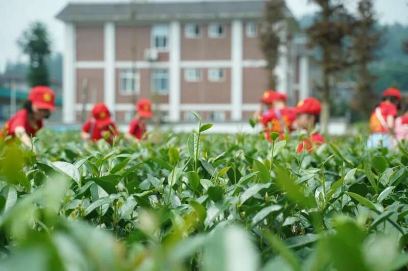 雨城区合江村：春茶采摘拉开帷幕 万亩茶园即将喜迎丰收