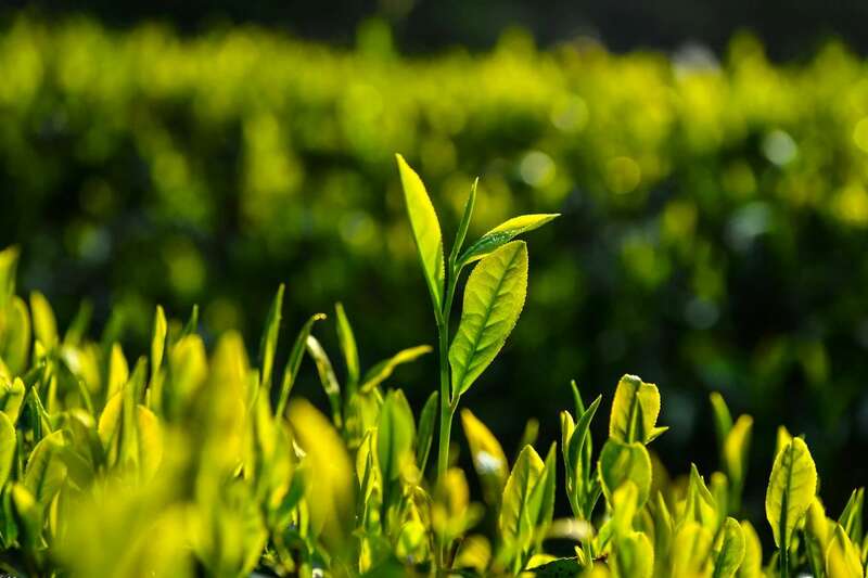 2025春茶采摘全面启动,全国茶区自南向北陆续开园 2025春茶采摘时间表一览