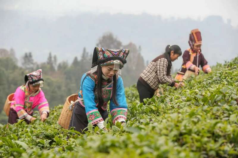 2025春茶采摘全面启动,全国茶区自南向北陆续开园 2025春茶采摘时间表一览