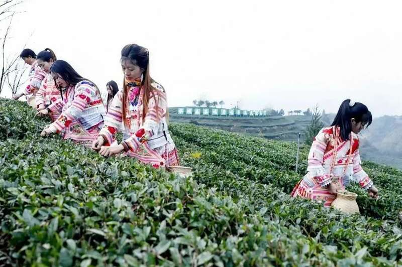 2025春茶采摘全面启动,全国茶区自南向北陆续开园 2025春茶采摘时间表一览