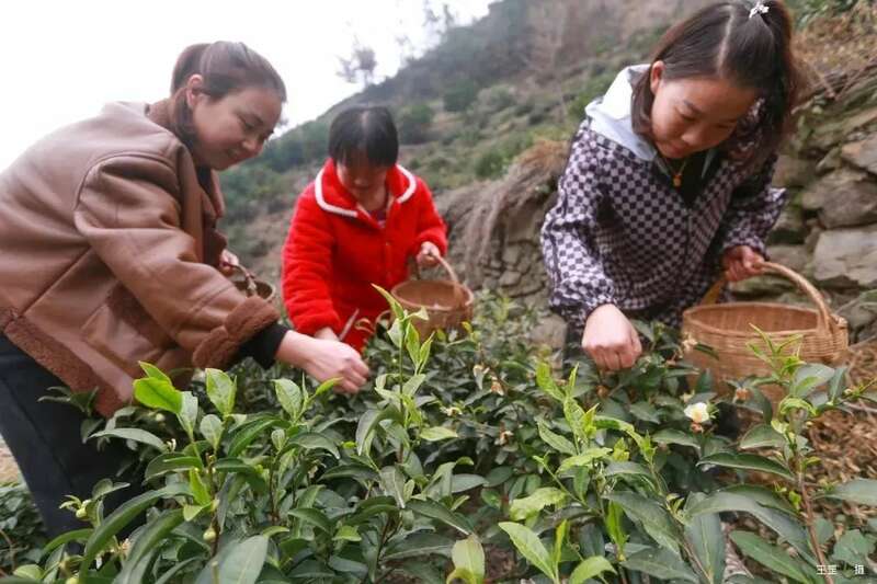 2025春茶采摘全面启动,全国茶区自南向北陆续开园 2025春茶采摘时间表一览