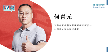 2025春茶采摘全面启动,全国茶区自南向北陆续开园 2025春茶采摘时间表一览