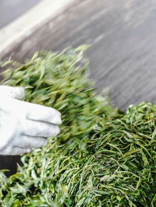 金丝沱茶二十年经典传承,布朗古树料成就茶中传奇 下关金丝沱茶 二十年经典再现,一缕金丝,万重茶香!