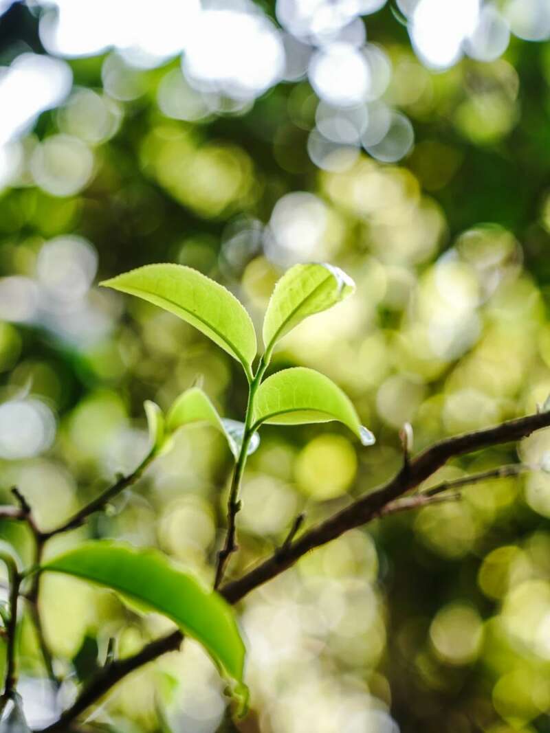 金丝沱茶二十年经典传承,布朗古树料成就茶中传奇 下关金丝沱茶 二十年经典再现,一缕金丝,万重茶香!