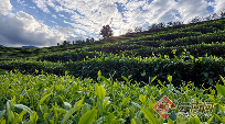 云南勐撒镇茶叶产业升级转型,蒸酶茶品牌重塑助力乡村振兴 勐撒镇茶叶产业以 “合” 为刃实现破局