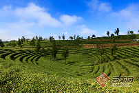 云南勐撒镇茶叶产业升级转型,蒸酶茶品牌重塑助力乡村振兴 勐撒镇茶叶产业以 “合” 为刃实现破局