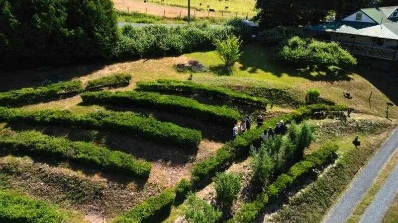加拿大人越来越喜欢茶了！
