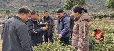 古丈县开展春茶技术培训 助力茶农提升茶叶品质 古丈县开展“春茶采收第一课”