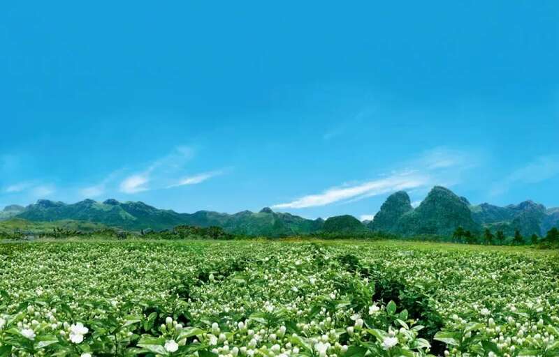 福州茉莉花茶：列作人间第一香
