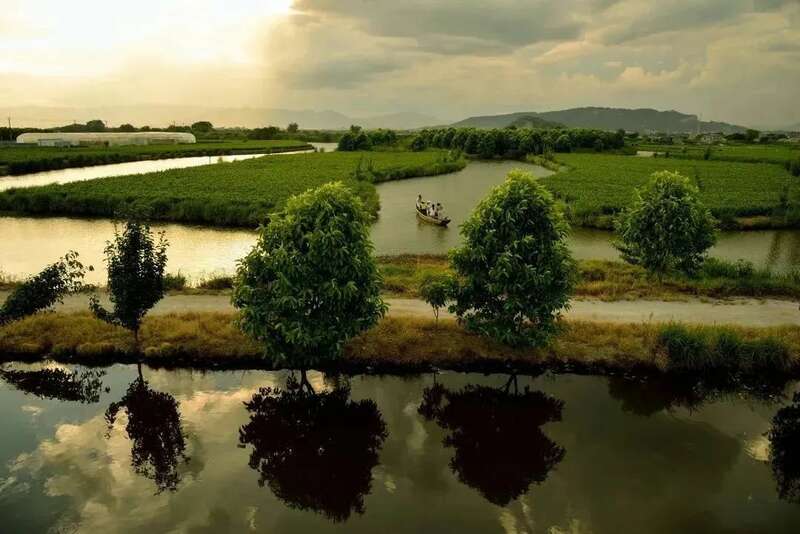 福州茉莉花茶：列作人间第一香