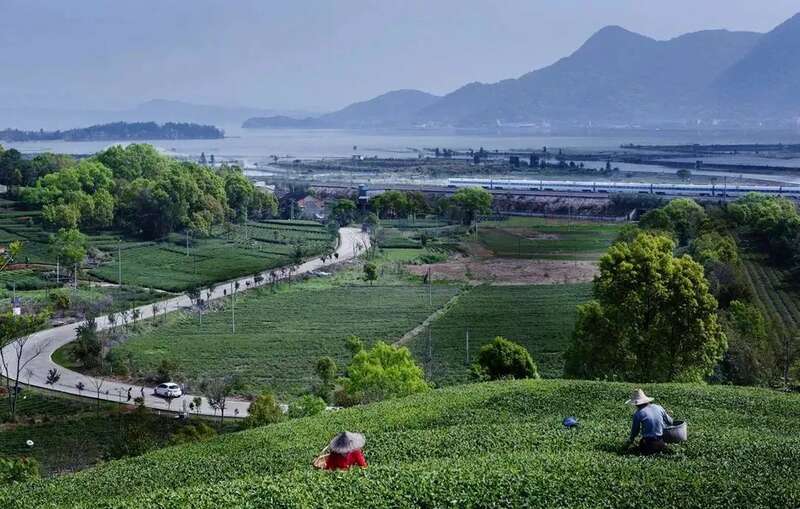福州茉莉花茶：列作人间第一香