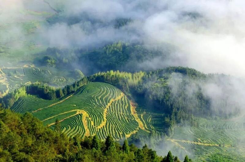 周宁：茶叶变“金叶” 增收大产业