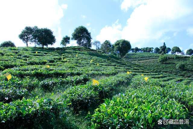 100块的普洱茶和1000块的普洱茶,差距在哪里?业内人士分析 100块的普洱茶和1000块的普洱茶,差距在哪里?业内人士分析