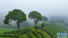 航拍西双版纳布朗山茶园 云海漫过千重绿