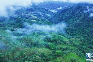航拍西双版纳布朗山茶园 云海漫过千重绿 航拍西双版纳布朗山茶园 云海漫过千重绿