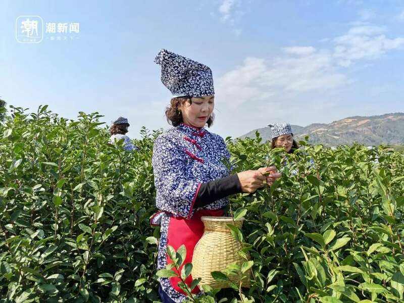 有人月入过万!又到泰顺采茶季… 有人月入过万!又到泰顺采茶季…