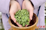 广西三江：雨水时节采茶忙