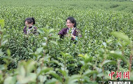 广西三江：雨水时节采茶忙
