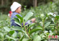 广西三江：雨水时节采茶忙
