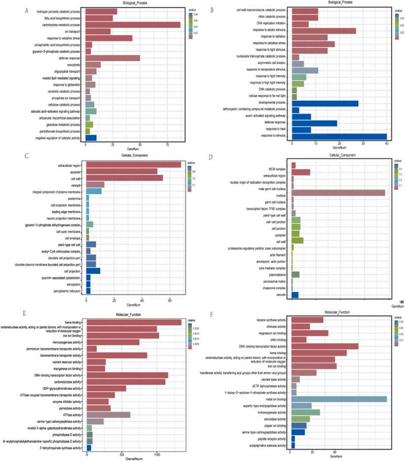 川农大茶学系：转录组学揭示打顶处理对茶树幼苗生长的影响