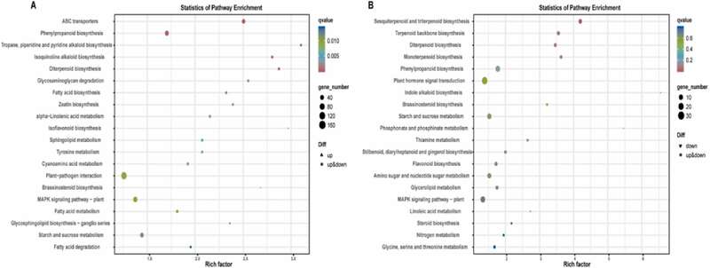 川农大茶学系：转录组学揭示打顶处理对茶树幼苗生长的影响