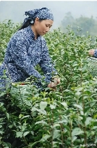 春茶“乌牛早”率先开采,今年的新茶市场如何? 春茶“乌牛早”率先开采,今年的新茶市场如何?