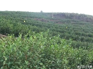 春茶“乌牛早”率先开采,今年的新茶市场如何? 春茶“乌牛早”率先开采,今年的新茶市场如何?