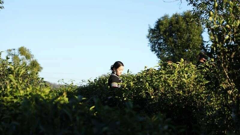 世界的普洱·中国的茶——普洱景迈山茶 非遗技艺制茶 赋能茶产业发展 世界的普洱·中国的茶——普洱景迈山茶 非遗技艺制茶 赋能茶产业发展