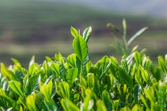茶正式被纳入“健康食品”行列,全球茶业迎来新机遇 茶正式被纳入“健康食品”行列,全球茶业迎来新机遇