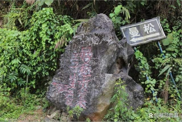 曼松茶：普洱茶界新贵，有钱都买不到的茶中珍品！