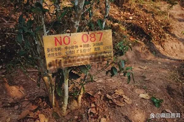 曼松茶：普洱茶界新贵，有钱都买不到的茶中珍品！
