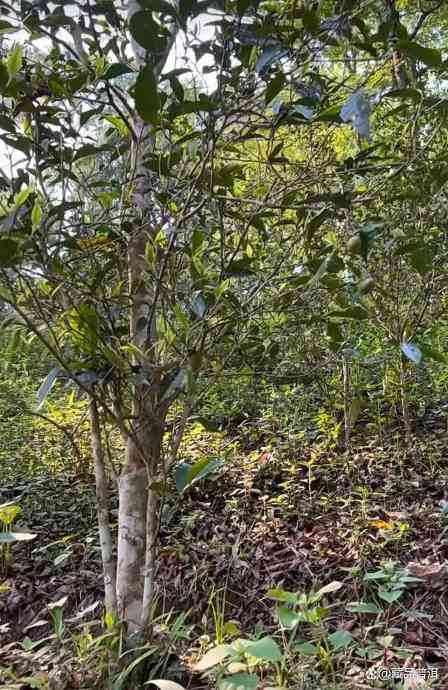 曼松茶：普洱茶界新贵，有钱都买不到的茶中珍品！