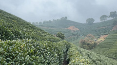 杭州龙井茶受连晴高温影响吗 茶农称长势良好有望正常开采 杭州:西湖龙井部分萌芽 3月中旬有望开采