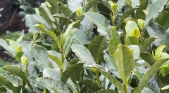 杭州龙井茶受连晴高温影响吗 茶农称长势良好有望正常开采 杭州:西湖龙井部分萌芽 3月中旬有望开采