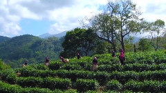 五指山茶产业考察浙江福建 探索生态种植新路径助力乡村振兴 五指山早春茶跨区域协作启新篇,赴温州、福鼎考察助推产业升级